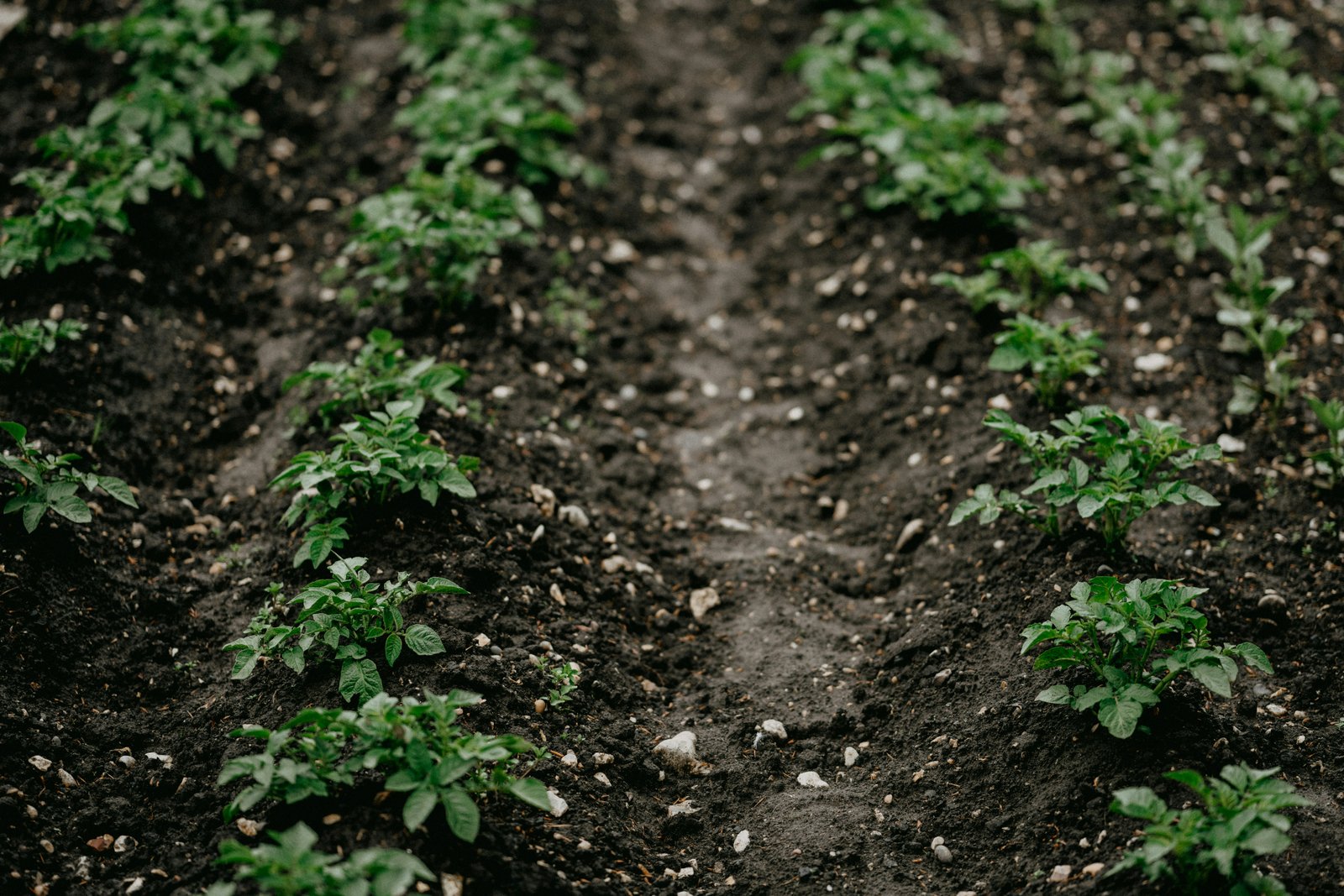 Panchagavya Organic Fertilizer